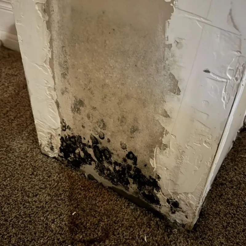 Professional Mold Removal in Levelland, TX
